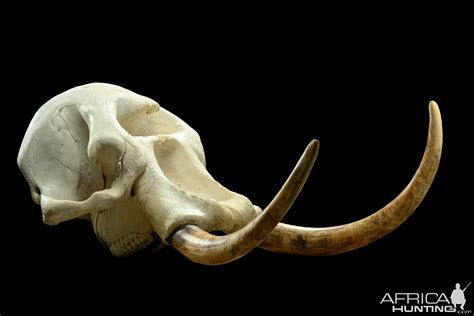 african elephant skull replica replica elephant skull nature-watchnature-watch|Replica African Elephant Skull For Sale — Skulls Unlimited .